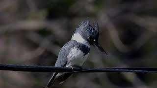 Belted Kingfisher chattering near Hannibal MO file 4728 [upl. by Marieann391]