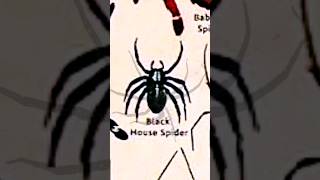 Black House Spider  घर कि मकरी  shorts youtubeshorts scary spider [upl. by Airtened]