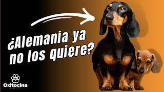 PERRO SALCHICHA ¿POR QUÉ LOS QUIEREN PROHIBIR [upl. by Erialc]