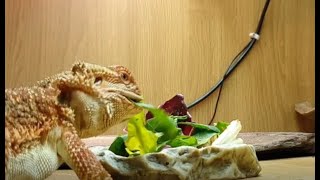 What to feed bearded dragons [upl. by Vikky]