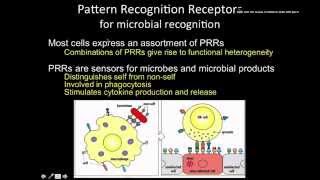 Immunology the Innate immunity phagocytic receptors [upl. by Vine]