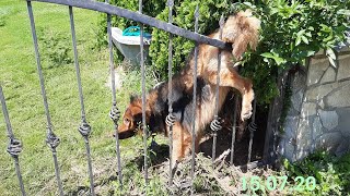 He stuck in the fence for days because so thirsty he wagged his tail quotDont go please save mequot [upl. by Maurita]