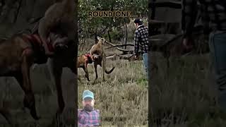 Kangaru dont unital man amazing videoindia channel ko subscribe karo yaro comedy [upl. by Yruam]