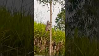 THE LEOPARD IS ROAMING AROUND MY VILLAGE  ​⁠SukhiMalwaOfficial lion viralvideo panjab [upl. by Murton]