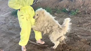 Wandering Samoyed cannot eat hugs rescuer and begs for help [upl. by Siurad]