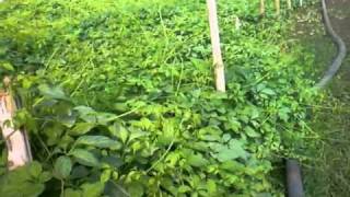 Jiaogulan in vietnam  internationalHerbFarm CoLtd [upl. by Yebba]