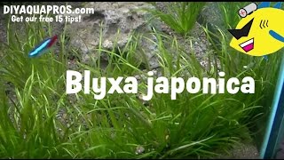 Blyxa Japonica Plant Care  How To Grow Blyxa Japonica [upl. by Othilie]