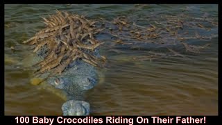 100 Baby Crocodiles Riding On Their Father [upl. by Nikolaos]