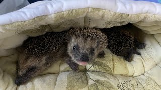 Ophaned Hoglets Crying For Their Mother  Sound Of Baby Hedgehogs  Educational Video [upl. by Aretse964]