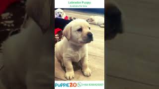 Labrador Dog Price 2024  Available Labrador Puppy for Sale at the Best Price Call 91 9355082565 [upl. by Eerok]