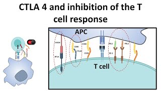 CTLA4 and attenuation of T cell response [upl. by Thorman]