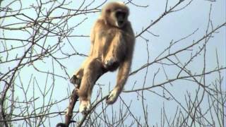 Lar Gibbon Singing at Paignton Zoo Devon UK [upl. by Roselin]