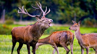 Autumn in Wales Land of the Wild 4K Documentary  Our World [upl. by Eeliah]