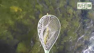 Fly Fishing  Willowemoc Beaverkill Roscoe NY [upl. by Carrissa]