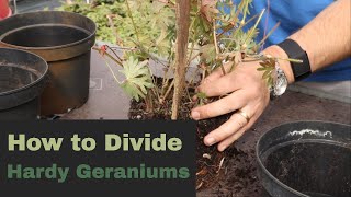 EP176  How to divide hardy geranium plants [upl. by Harvey]