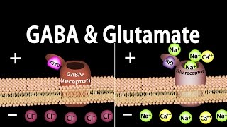 Neuroscience Basics GABA and Glutamate Animation [upl. by Midan776]