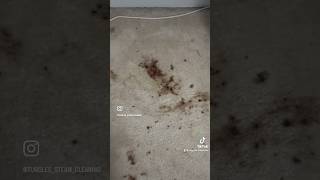 Cleaning blood from carpets It was not easy carpetcleaning carpetcleaningservice carpetcleaner [upl. by Suirred]