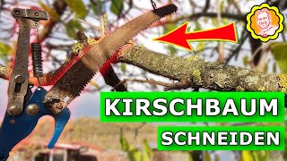 Kirschbaum schneiden im Herbst [upl. by Woodberry]