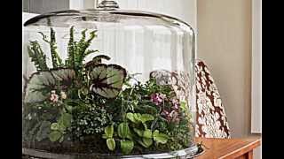 Terrarium Designs dienen als dekorativen MiniGarten im Interieur [upl. by Eelahc]