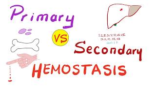 Primary vs Secondary Hemostasis  Blood Clotting Coagulation  Hematology [upl. by Llahsram]