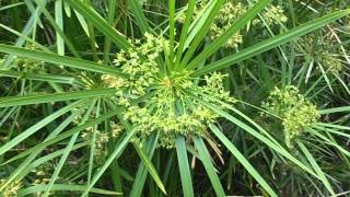 PARAGÜITAS en flor Cyperus alternifolius wwwriomoroscom [upl. by Mccormick]