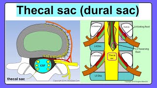 thecal sac [upl. by Ot388]