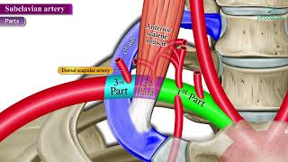 Subclavian Artery Anatomy Animated Video [upl. by Auqinet]