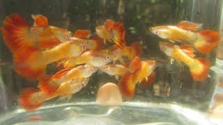 Guppy Cross Breeding Project After Four Generations [upl. by Alexina]