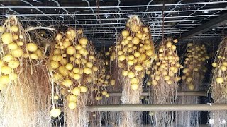 The Farm Producing Potato Without Soil Will Surprise You  Incredible Agriculture Techniques [upl. by Trofmoc]