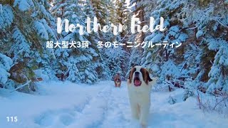 冬のモーニングルーティン／超大型犬 3頭とカナダで田舎暮らし・海外生活 [upl. by Beverly]