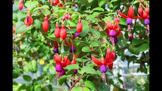 Attract Hummingbirds With Hardy Fuchsias [upl. by Renaud500]