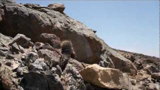 Copiapoa Atacamensis I Cactus de Antofagastawmv [upl. by Negah649]