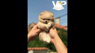 Cute Pomeranian Puppy First Growl  Funny Boo Puppy chases toruser leg and feet [upl. by Cadmarr353]