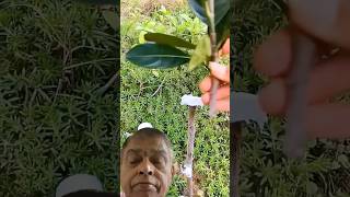 Almond v shape grafting gardening diy greensreen shortvideo viralvideo [upl. by Skoorb254]