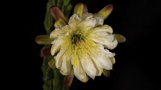 Captivating Cactus Bloom Unveiled in 60Second Timelapse HDR [upl. by Basile735]