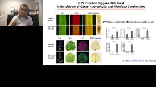 Understanding the role of virushost interactions in tissue tropism of plant viruses [upl. by Iarised]