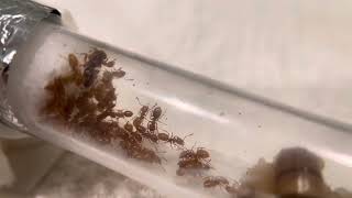 Lasius Claviger Queen and 35 host workers 4524 [upl. by Onairam]