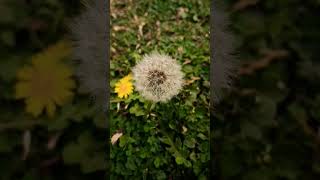 Taraxacum erythrospermumPlant  Dandelion 😍2024 plants dendelions cute white444 [upl. by Roon]