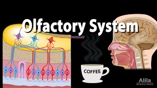 Olfactory System Anatomy and Physiology Pathways Animation [upl. by Naiviv658]