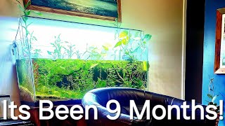 Relaxing 55gal Planted Tank Tour [upl. by Obmar]