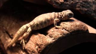 Baby Ornate Uromastyx [upl. by Inhoj249]