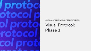 Chromatin Immunoprecipitation Visual Protocol Phase 3 [upl. by Arocat518]