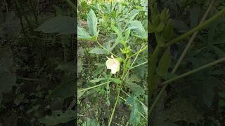 Bhindi at our Farmstays kitchengardengreenary organic farmslife villagelife viral shorts [upl. by Nrojb]