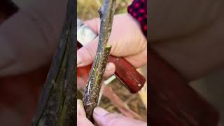 Tongue Grafting Made Simple graft grafting diy farming plants garden gardening plants [upl. by Amlet]