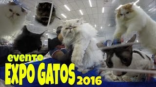 Rodolfinho da Z Expo Gatos 2016 Mogi das Cruzes [upl. by Ahiel]