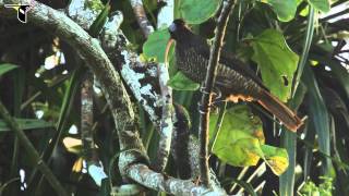 Palebilled Sicklebill [upl. by Aicak588]