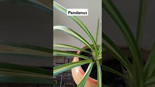 Pandanus PlantScrew Pine ornamentalplant lookingbeautiful Rajshreecreation2024 [upl. by Catrina]