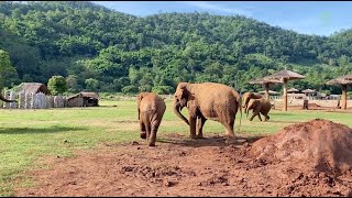 The Protective Instincts of Elephants  ElephantNews [upl. by Queri422]