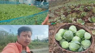 Cabbages🥬🥬🥬 kupi juh ding a kahol na vlog [upl. by Ogaitnas]