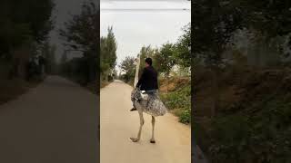 Ostrich riding is most difficult in the world facts animalworld animalsrule ostrich [upl. by Elliott136]